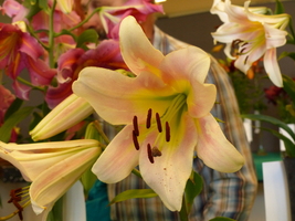 Foto: Dr. Peter Müller